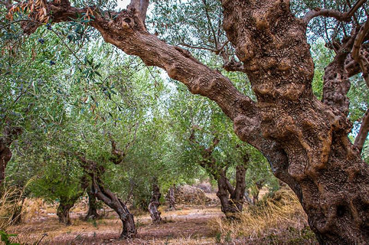 The Spirit of the Olive Tree: The Secret Story Behind Each Art Olive Masterpiece